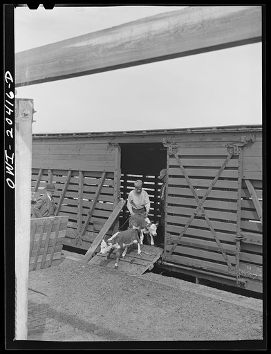Albuquerque, New Mexico. Unloading cattle at the stockyards from the Atchison, Topeka and Santa Fe Railroad