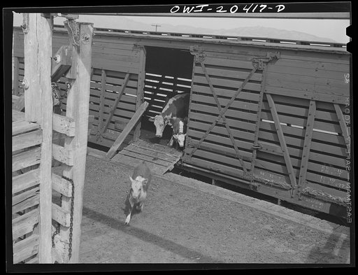 Untitled photo, possibly related to: Albuquerque, New Mexico. Unloading cattle at the stockyards from the Atchison, Topeka and Santa Fe Railroad