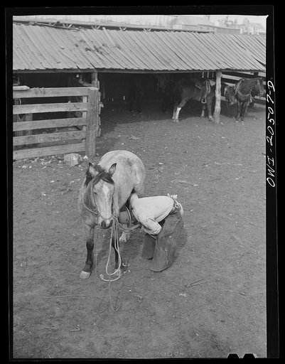 Albuquerque, New Mexico. Cowhand shoeing his horse at the stockyards
