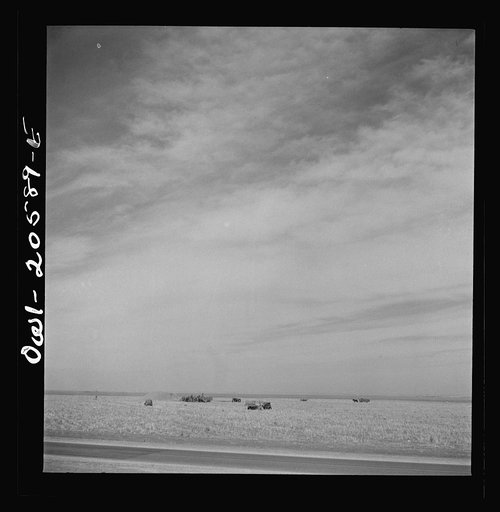Friona, Texas. Threshing grain in a wheat field along Atchison, Topeka and Santa Fe Railroad between Amarillo, Texas and Clovis, New Mexico