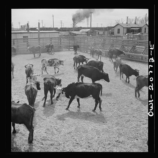 Albuquerque, New Mexico. Cattle just unloaded at the Atchison, Topeka and Santa Fe Railroad stockyards