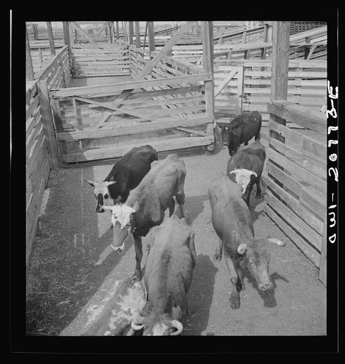 Untitled photo, possibly related to: Albuquerque, New Mexico. Cattle just unloaded at the Atchison, Topeka and Santa Fe Railroad stockyards