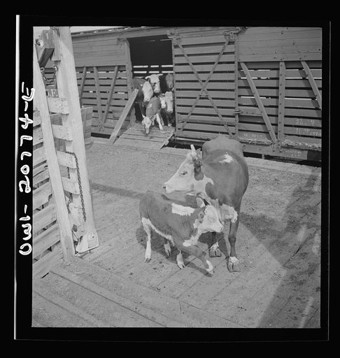 Albuquerque, New Mexico. Cattle just unloaded at the Atchison, Topeka and Santa Fe Railroad stockyyards