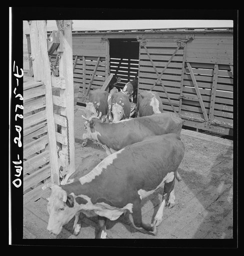 Albuquerque, New Mexico. Unloading cattle at the Atchison, Topeka and Santa Fe Railroad stockyard