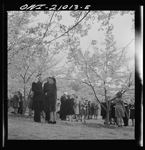 Untitled photo, possibly related to: Washington, D.C. Admiring the cherry blossoms