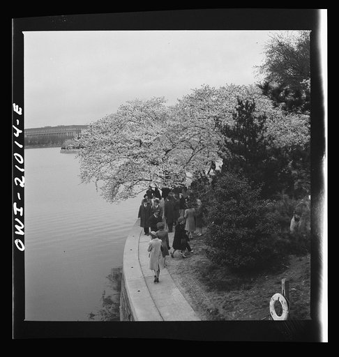 Untitled photo, possibly related to: Washington, D.C. Admiring the cherry blossoms