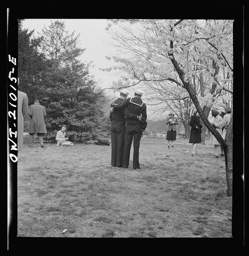 Washington, D.C. Sailors posing for their picture under the cherry blossoms