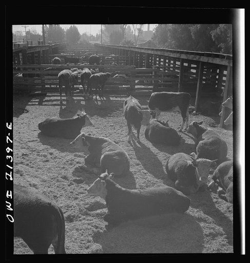 Needles, California. Hereford cattle in the stockyards along the Atchison, Topeka and Santa Fe Railroad