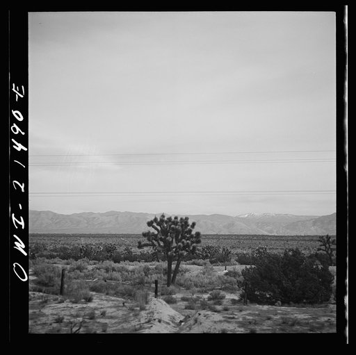 Victorville (vicinity), California. Climbing the mountains on the Atchison, Topeka and Santa Fe Railroad between Barstow and San Bernardino, California. Note the Joshua trees