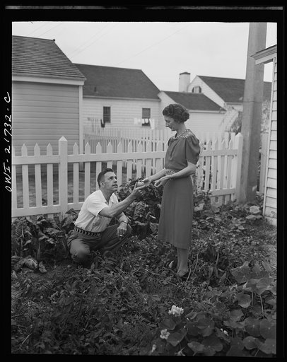 Rochester, New York. Mr. and Mrs. Babcock enjoy their garden and grow most of their own vegetables