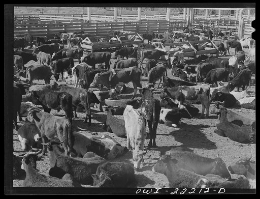 Winslow, Arizona. Cattle from old Mexico at the stockyards