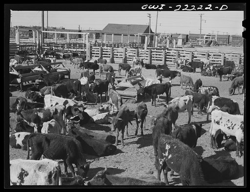 Winslow, Arizona. Cattle from old Mexico at the stockyards