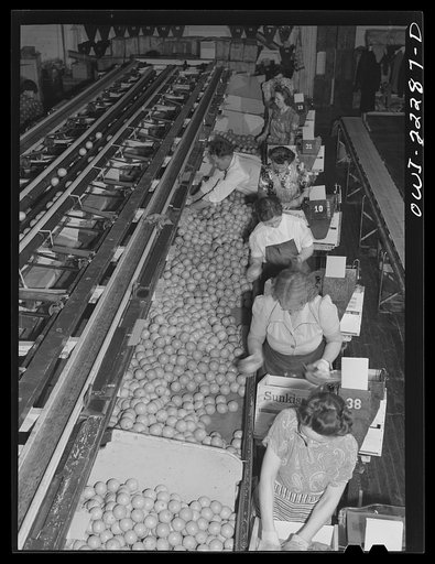 Redlands, California. Packing oranges at a cooperative packing plant