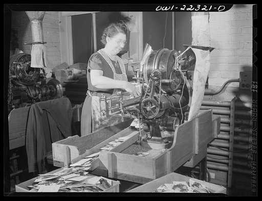 Philadelphia, Pennsylvania. Feeding envelopes to seed counting machines at the W. Atlee Burpee Company, seed dealers