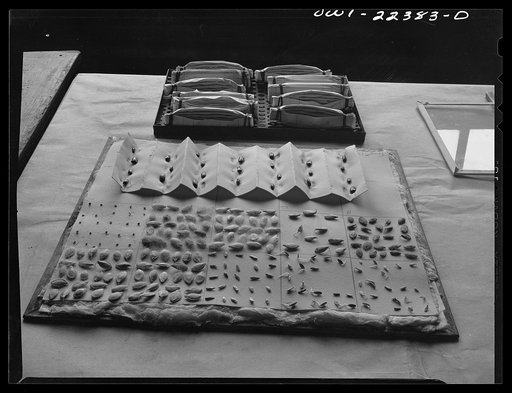Philadelphia, Pennsylvania. Germinating seeds after they have been removed from the oven at the W. Atlee Burpee Company, seed dealers