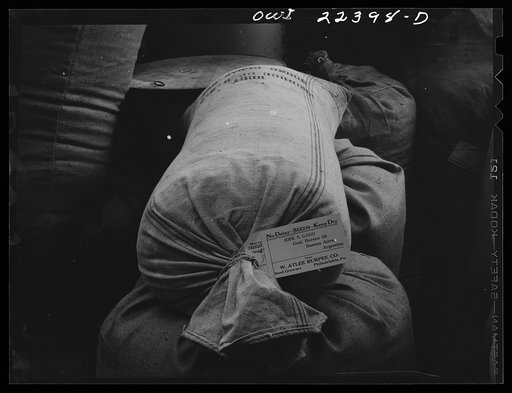 Philadelphia, Pennsylvania. Bulk orders for Argentina at the W. Atlee Burpee Company, seed dealers