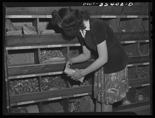 Philadelphia, Pennsylvania. Bulb storage racks at the W. Atlee Burpee Company, seed dealers