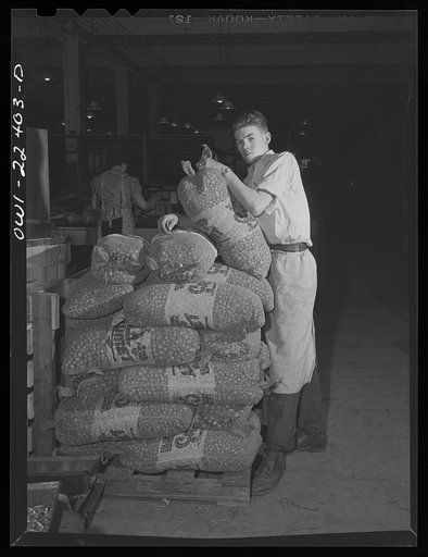 Philadelphia, Pennsylvania. A large order of onions to be used for planting at the W. Atlee Burpee Company, seed dealers