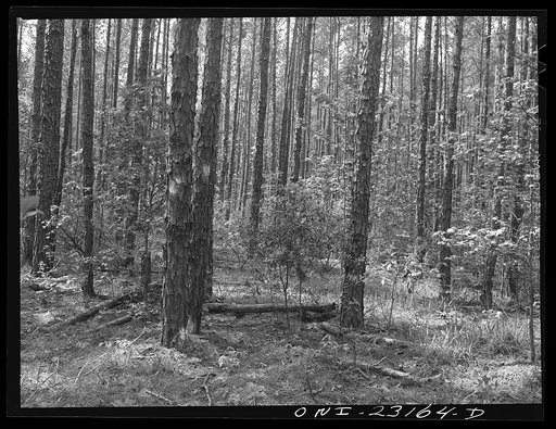 Untitled photo, possibly related to: Nacogdoches, Texas. Stand of pine which pulpwood is obtained