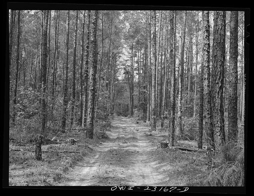 Nacogdoches, Texas. Stand of pine which pulpwood is obtained