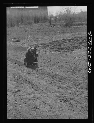 Washington, D.C. Victory garden on Fairlawn Avenue, Southeast