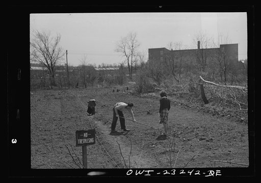 Washington, D.C. Mr. and Mrs. Ruding working on their plot in a victory garden on Fairlawn Avenue, Southeast