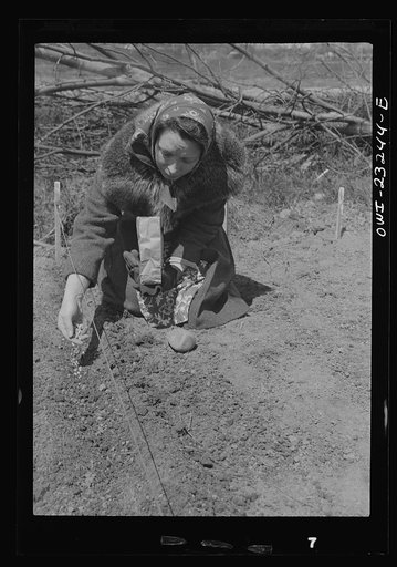 Washington, D.C. Mrs. Mestland planting peas on her plot in a victory garden on Fairlawn Avenue, Southeast