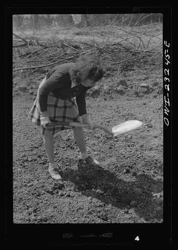 Washington, D.C. Mrs Ruding at work on her plot in a victory garden on Fairlawn Avenue, Southeast
