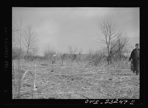 Washington, D.C. Site of a victory garden on Fairlawn Avenue, Southeast, before the ground was cleared