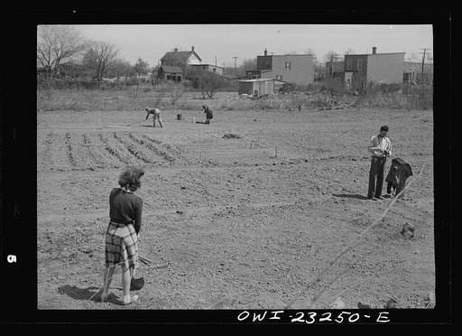 Washington, D.C. A victory garden, on Fairlawn Avenue, Southeast