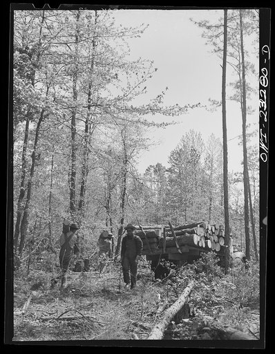 Nacogdoches County, Texas. Loading a truck with pulpwood for the Southland paper mill
