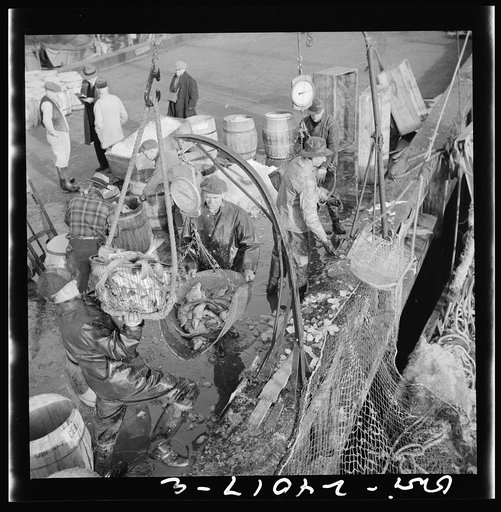 New York, New York. Stevedores at the Fulton fish market unloading fish from boats caught off the New England coast