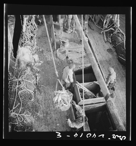 New York, New York. Dock stevedores at the Fulton fish market sending up baskets of fish from the holds of the boats to the docks where it is bought, stored in barrels and packed in ice for delivery to wholesalers