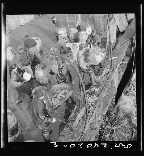 New York, New York. Dock stevedores at the Fulton fish market sending up baskets of fish from the holds of the boats to the docks where it is bought, stored in barrels and packed in ice for delivery to wholesalers