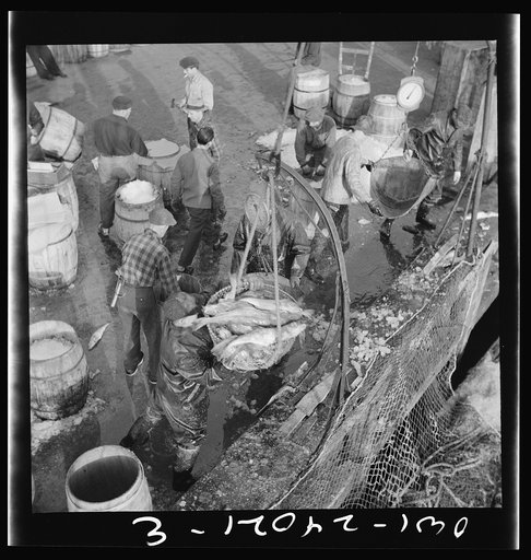 New York, New York. Stevedores at the Fulton fish market unloading and packing fish on the docks