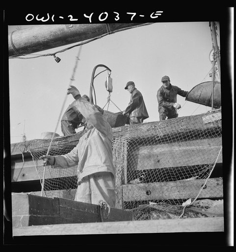 New York, New York. Dock stevedores at the Fulton fish market sending up baskets of fish from the holds of the boats to the docks where it is bought, stored in barrels and packed in ice for delivery to wholesalers