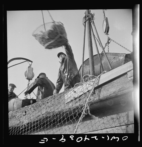 Untitled photo, possibly related to: New York, New York. Dock stevedores at the Fulton fish market sending up baskets of fish from the holds of the boats to the docks where it is bought, stored in barrels and packed in ice for delivery to wholesalers