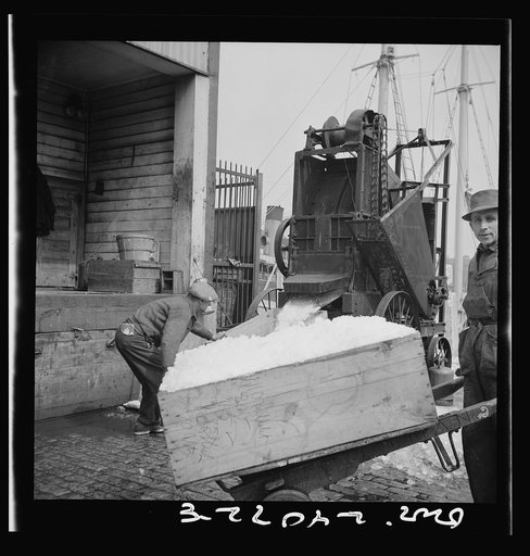 New York, New York. Ice used to store fish in ships