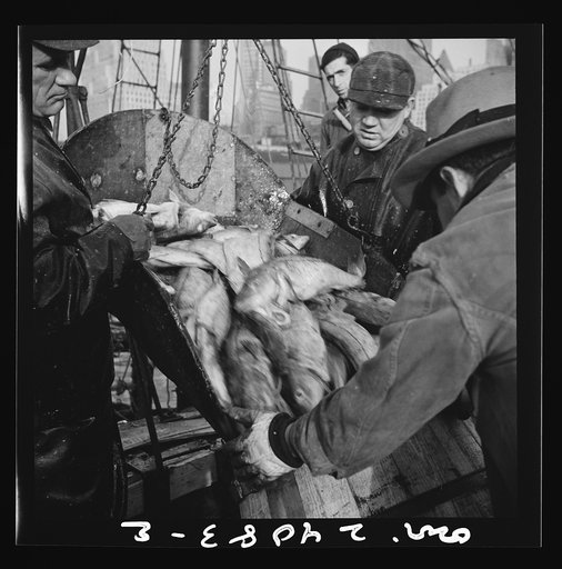 Untitled photo, possibly related to: New York, New York. New England fishermen unloading fish at Fulton fish market
