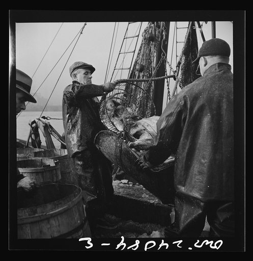 New York, New York. New England fishermen unloading fish at Fulton fish market