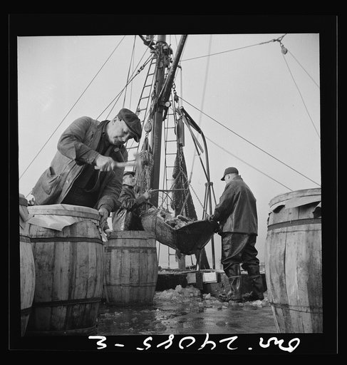New York, New York. Unloading and packing fish at the Fulton fish market