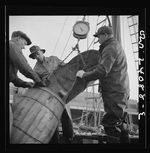 New York, New York. New England fishermen unloading fish at the Fulton fish market