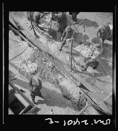 New York, New York. Fulton fish market dock stevedores unloading and weighing fish in the early morning