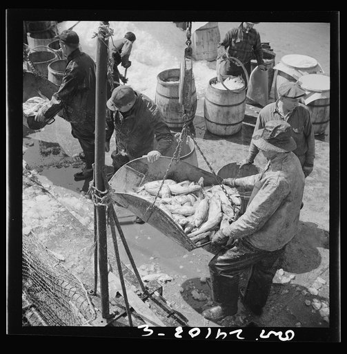 New York, New York. Fulton fish market dock stevedores unloading and weighing fish in the early morning