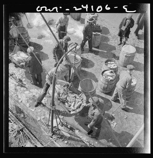 New York, New York. Fulton fish market dock stevedores unloading and weighing fish in the early morning