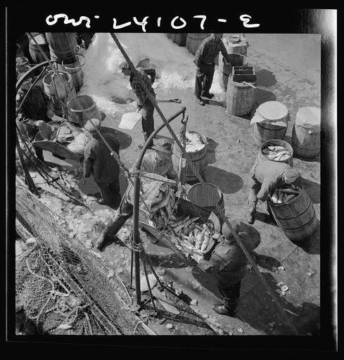 New York, New York. Fulton fish market dock stevedores unloading and weighing fish in the early morning