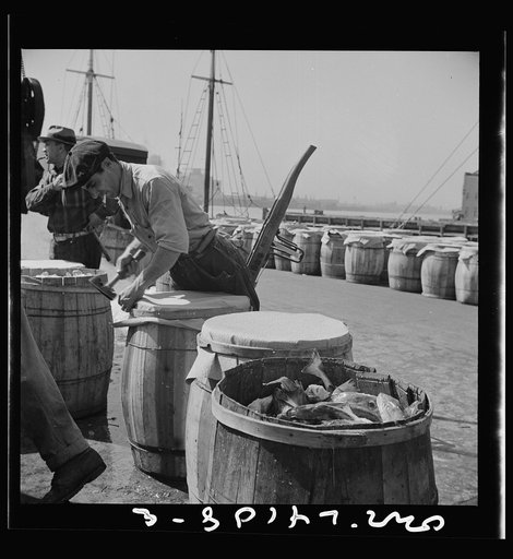 New York, New York. Packing fish in barrels at the Fulton fish market