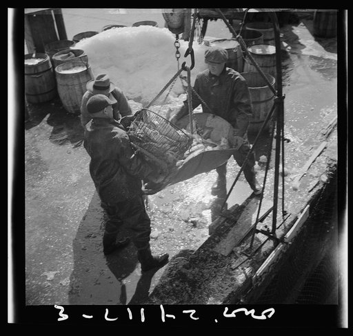 New York, New York. Fulton fish market dock stevedores unloading and weighing fish in the early morning