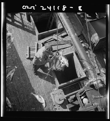 New York, New York. Unloading fish from the hold of a New England fishing boat at the Fulton market