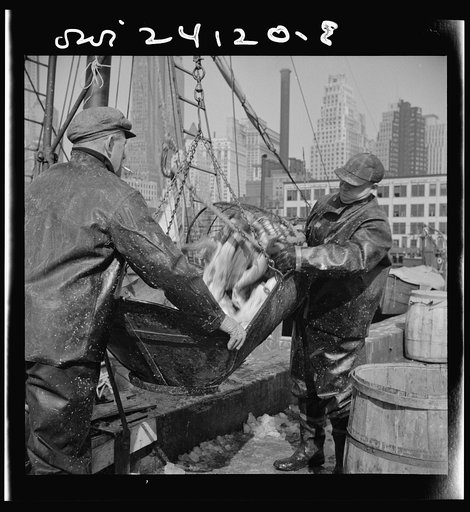 Untitled photo, possibly related to: New York, New York. Filling a barrel with codfish at the Fulton fish market